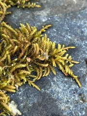 Scleropodium obtusifolium