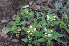 Prunella laciniata