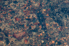 Gobiomorphus huttoni