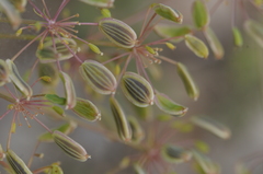 Lomatium klickitatense