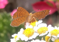 Lepidoptera