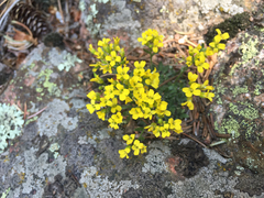 Draba streptocarpa