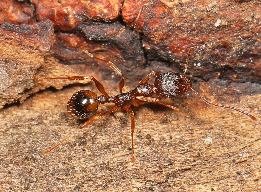 Winnow Ant