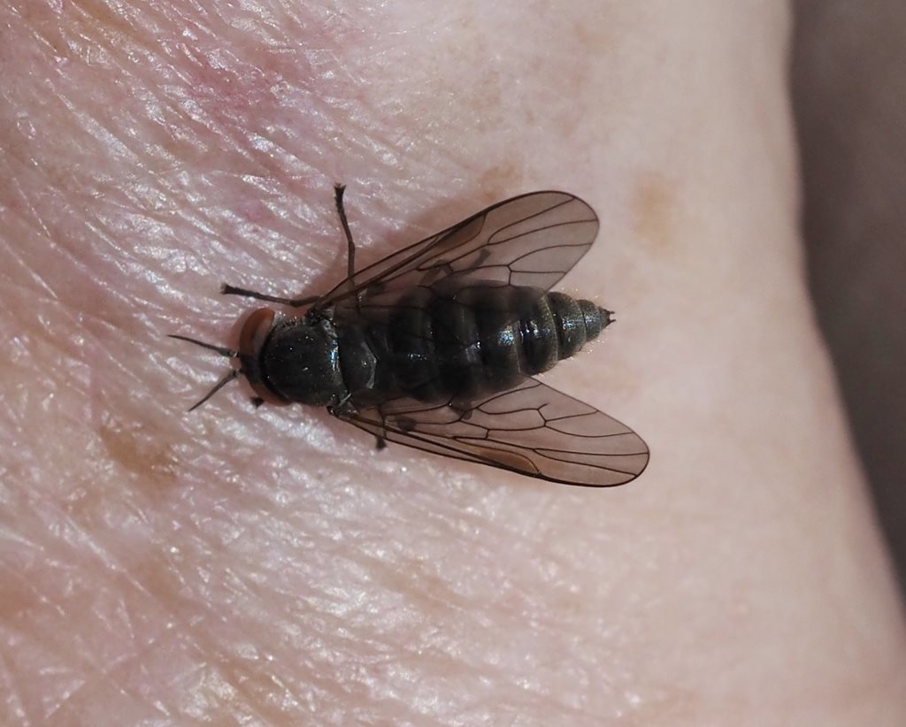 Spaniopsis longicornis