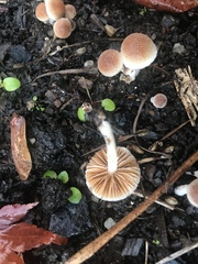 Tympanella galanthina