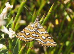 Melitulias discophora