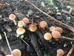 Tympanella galanthina