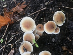 Tympanella galanthina