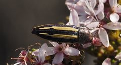 Castiarina vittata