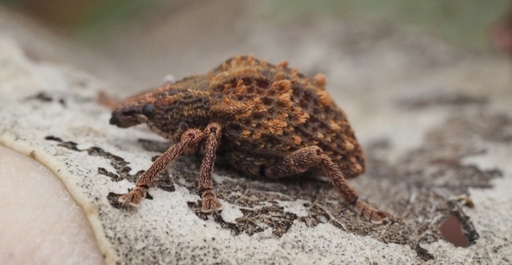 Oxyops fasciculatus