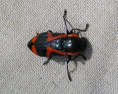 Castiarina militaris