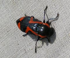 Castiarina militaris