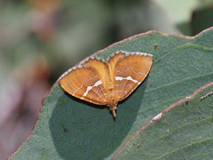 Chrysolarentia leucozona