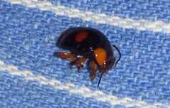 Callidemum discorufum