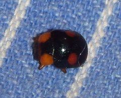 Callidemum discorufum