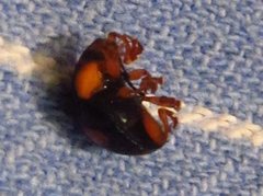 Callidemum discorufum