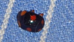 Callidemum discorufum