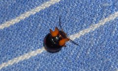 Callidemum discorufum