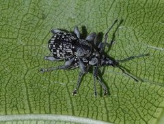 Oribius albivarius