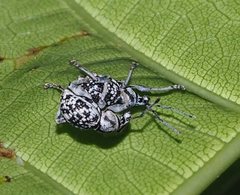 Oribius albivarius