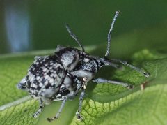 Oribius albivarius