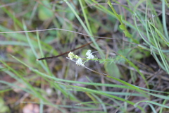 Galium pumilum