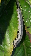 Macrophya alboannulata