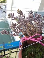 Delosperma echinatum