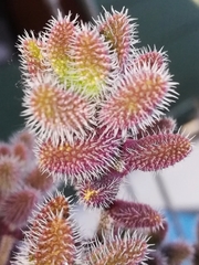 Delosperma echinatum