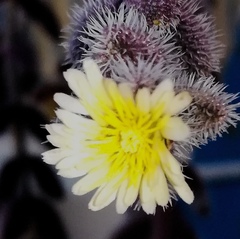 Delosperma echinatum