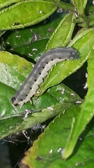 Macrophya alboannulata