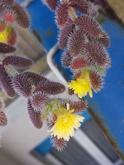 Delosperma echinatum