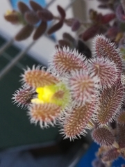 Delosperma echinatum