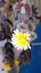 Delosperma echinatum