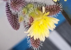 Delosperma echinatum