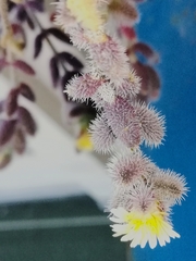 Delosperma echinatum