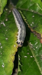 Macrophya alboannulata