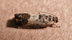 Epinotia subocellana
