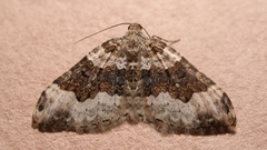 Epirrhoe galiata