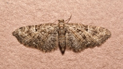 Eupithecia dodoneata