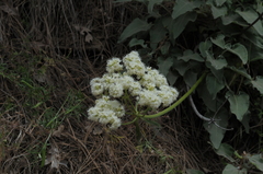Eriogonum compositum
