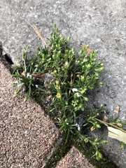 Sagina japonica