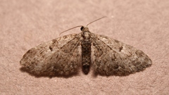 Eupithecia dodoneata