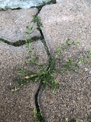 Sagina japonica