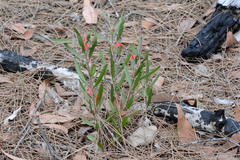 Adenanthos barbiger