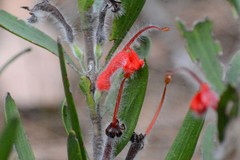 Adenanthos barbiger