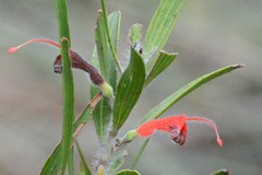 Adenanthos barbiger