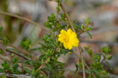Hibbertia hypericoides