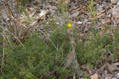 Hibbertia hypericoides