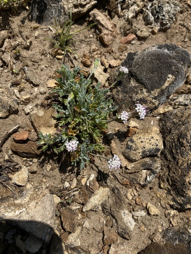 Evermann's Pincushion (Chaenactis evermannii)